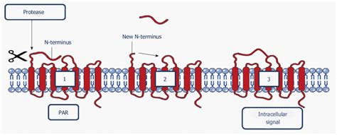 Schematic Representation Of The Activation Of A Protease Activated