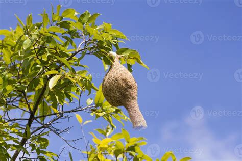 Weaver Bird Nest Stock Photos, Images and Backgrounds for Free Download