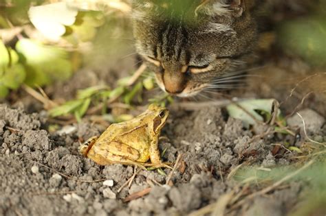 Do Cats Eat Frogs? Is This On Your Gourmet's Menu?