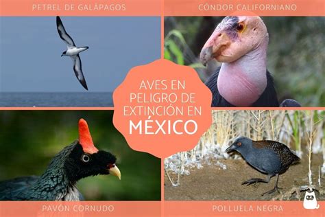 10 Aves En Peligro De ExtinciÓn En México Lista Con Fotos