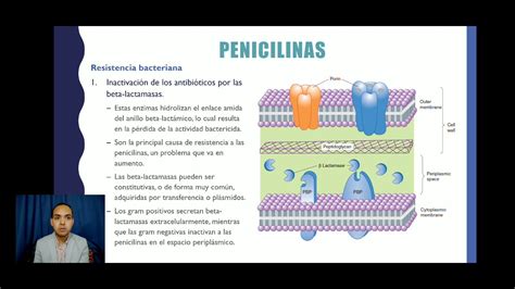 Inhibidores De La S Ntesis De La Pared Bacteriana Parte Penicilinas