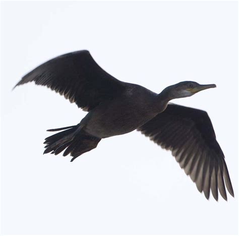 Cormorant Phalacrocorax Carbo 01 Sep 09 3 Cormorant Pha Flickr