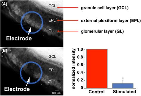 Mobile Zinc As A Modulator Of Sensory Perception Goldberg 2023