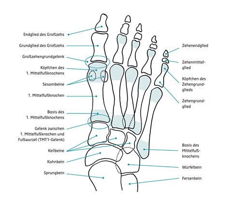 Aufbau des Fußes Hallux valgus Co