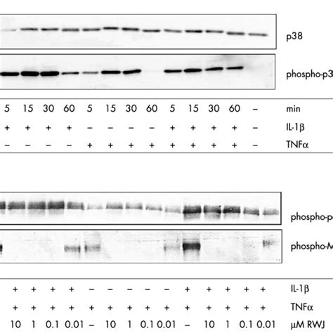 A Representative Presentation Of Phosphorylation Of P38 Mapk In Download Scientific Diagram