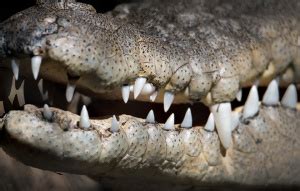 Saltwater Crocodile - Australia Zoo