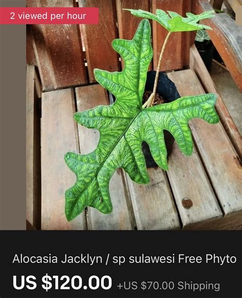 by Trudy Burns on Alocasia | Free, Phyto, Sulawesi