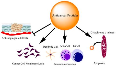 Pharmaceutics Free Full Text Role Of Anti Cancer Peptides As