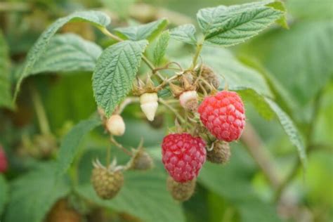 Wysokie Ceny Malin Kusz Z Odziei Producenci Patroluj Plantacje