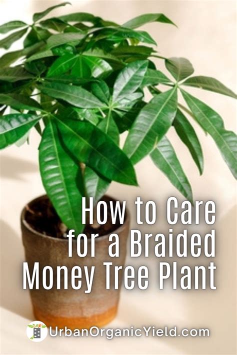 Guide On Money Tree Plant Care Pachira Aquatica Artofit