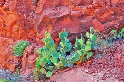 Cactus Growing In The Red Rocks Photograph By George Sylvia Fine Art