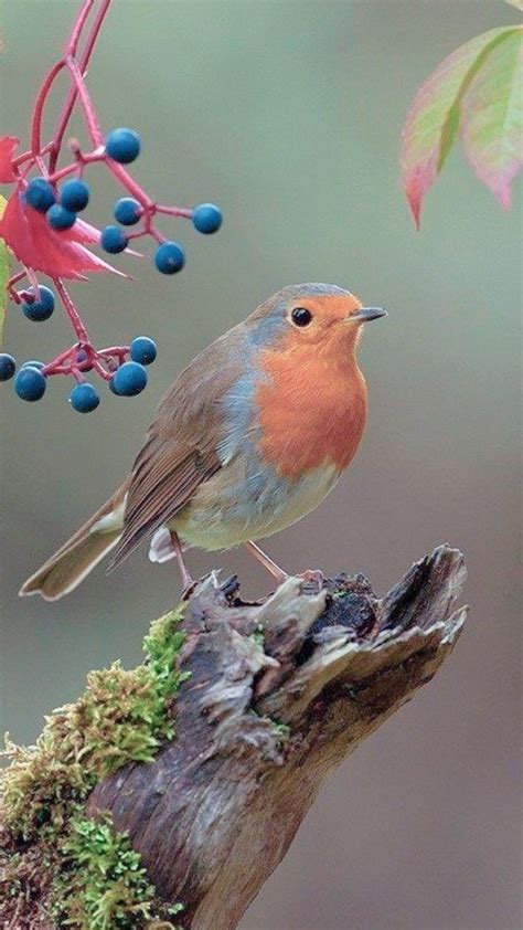 Pin By Christine Duval On Les Oiseaux Bird Pictures Rare Birds Cute