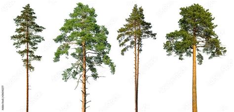 Tall Pine Tree Isolated bilder Bläddra bland 7 328 stockfoton