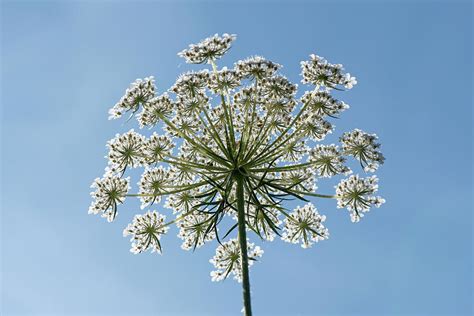 Wild Carrot Flower Photograph By Nigel Cattlin Fine Art America