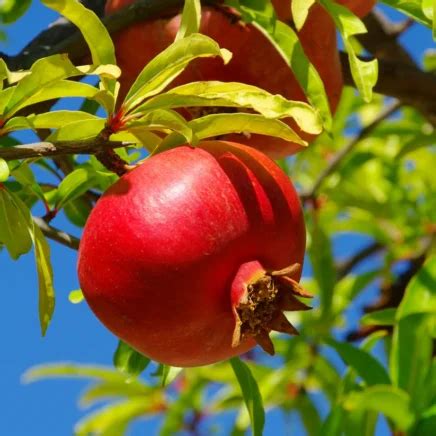 15 Fruit Trees That Thrive in Florida Gardens