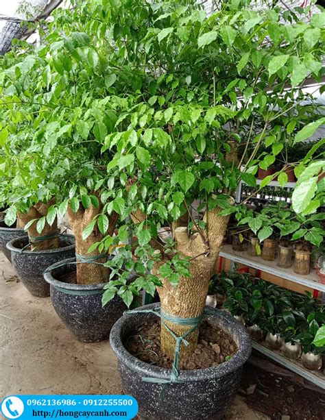 cay hanh phuc trong noi  san vuon xanh quanh nam