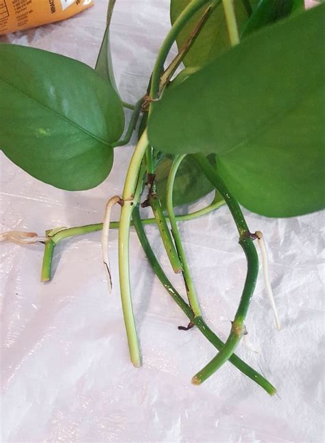 How To Propagate Pothos Plantsnever Buy Another Pothos Pothos Plant Plants Golden Pothos