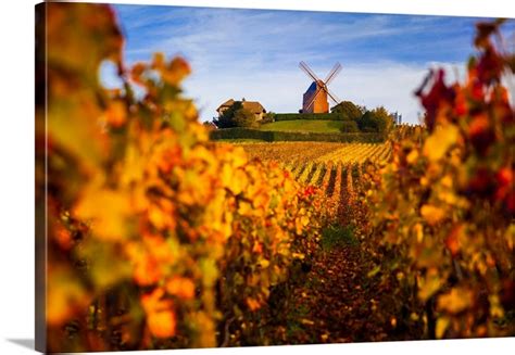 France Champagne Ardenne Verzenay Vineyards And Windmill In Autumn