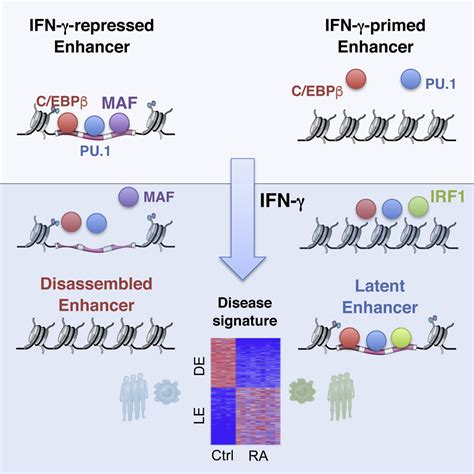 Interferon γ Represses M2 Gene Expression in Human Macrophages by