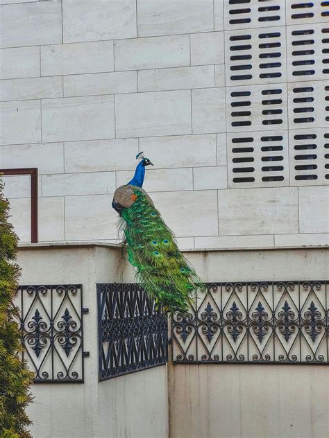 Peacock Feathers4k Wallpaper Photos, Download The BEST Free Peacock ...