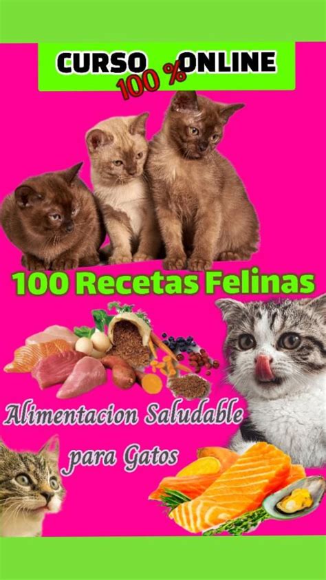 Como Aprender Hacer Comidas Saludables Para Gatos