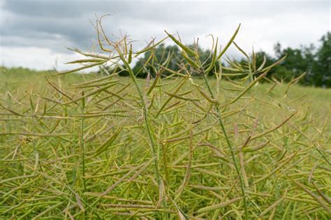 Ripe Canola Field Green Rapeseed Pods Mustard Plant Harvest Oil