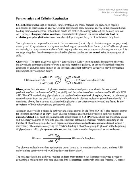 Fermentation And Cellular Respiration Harriet Wilson Lecture Notes