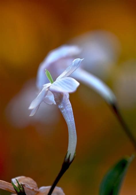 Jasmine Flower Free Photo On Pixabay Pixabay