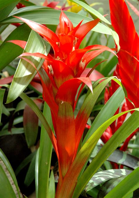 Guzmania Planter Et Cultiver Ooreka