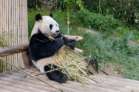 Xiongmao 熊猫 Panda Flora Fauna Tionghoa org Info Budaya Dan