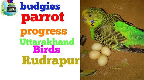 Budgies Parrot Ki Progress Colony YouTube