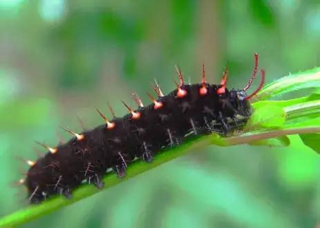 40 Types of Caterpillars With Spikes (Pictures and Identification)