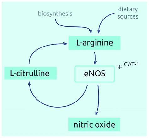 Synthesis of nitric oxide from L-arginine. | Download Scientific Diagram