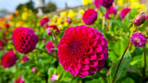 How to propagate dahlia cuttings: get amazing blooms without the price ...