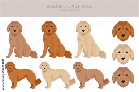 Basque Shepherd dog all colours clipart. Different coat colors and ...