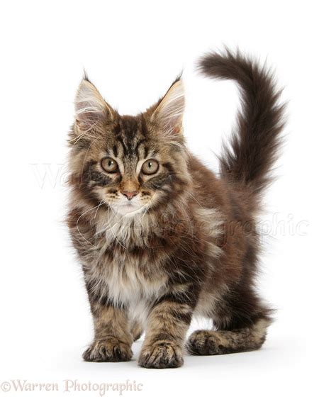 White Tabby Maine Coon