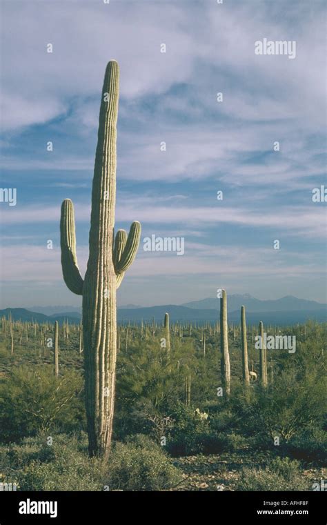 Cacti California Hi Res Stock Photography And Images Alamy