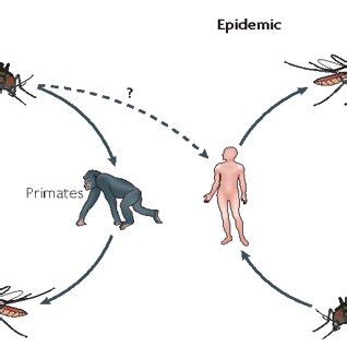 Dengue Fever Life Cycle