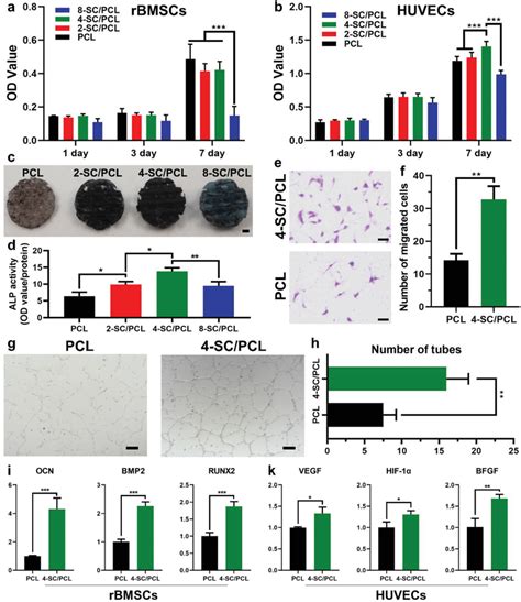 In Vitro Osteogenesis And Angiogenesis Assay A Rbmscs Proliferation