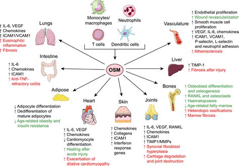 The Oncostatin Mstromal Cell Axis In Health And Disease West