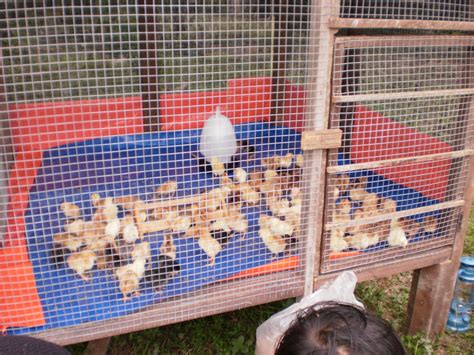 Ladang Ternakan Ayam Kampung