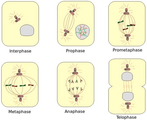 Phases Of Mitosis — Scienceland