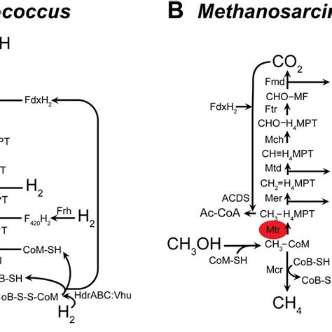 Comparison Of Methanogenesis Pathways A Hydrogenotrophic Download Scientific Diagram