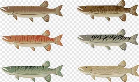 Set Of Muskie Fish Png PNGEgg