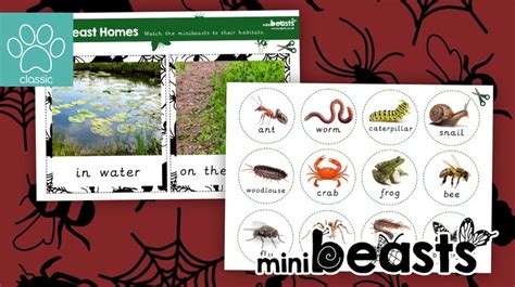 Teacher S Pet Learning Opportunities And The Magic Of Minibeasts