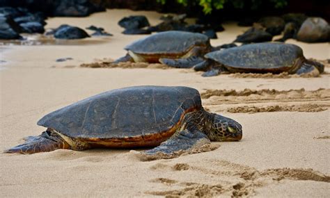 Turtle Beach Oahu | Protected Sea Turtle Sanctuary