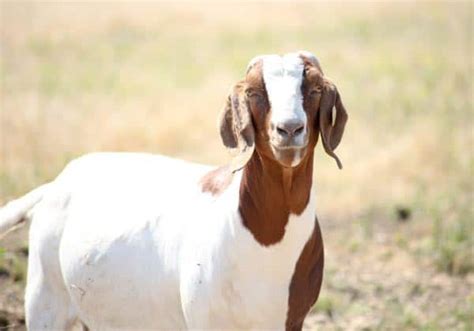 Boer Goats – Farmer John's Sustainable Farming