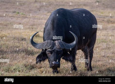 a cape buffalo shows its menacing horns Stock Photo - Alamy