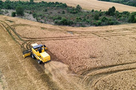 Paraná deve produzir 4 5 milhões de toneladas de trigo nesta safra