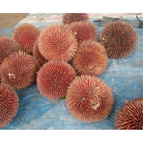 Red Durian Seeds, Durian Marangang (Durio dulcis) - Price €12.50